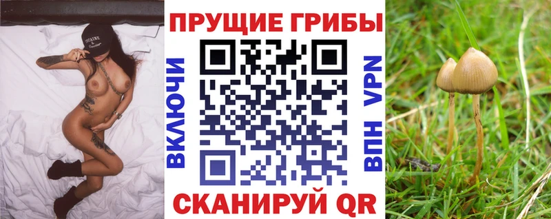 Псилоцибиновые грибы Psilocybine cubensis Баймак